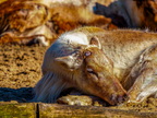 133 - zoom gelsenkirchen - reindeer