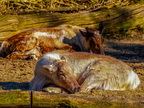 134 - zoom gelsenkirchen - reindeer