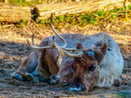 136 - zoom gelsenkirchen - reindeer