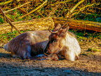 135 - zoom gelsenkirchen - reindeer