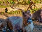 137 - zoom gelsenkirchen - reindeer