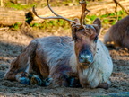 138 - zoom gelsenkirchen - reindeer
