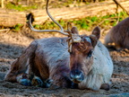 139 - zoom gelsenkirchen - reindeer