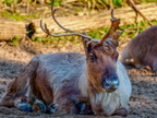 140 - zoom gelsenkirchen - reindeer