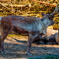 141 - zoom gelsenkirchen - reindeer