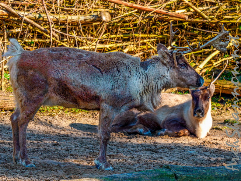 142 - zoom gelsenkirchen - reindeer.jpg