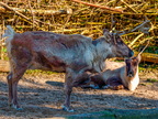 reindeer