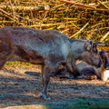 144 - zoom gelsenkirchen - reindeer