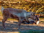 144 - zoom gelsenkirchen - reindeer