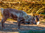 145 - zoom gelsenkirchen - reindeer