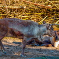 146 - zoom gelsenkirchen - reindeer