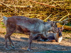 146 - zoom gelsenkirchen - reindeer