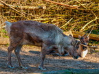 147 - zoom gelsenkirchen - reindeer