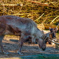 148 - zoom gelsenkirchen - reindeer
