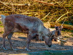 148 - zoom gelsenkirchen - reindeer