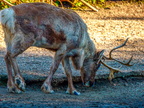 149 - zoom gelsenkirchen - reindeer