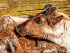 150 - zoom gelsenkirchen - reindeer
