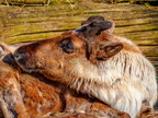 151 - zoom gelsenkirchen - reindeer