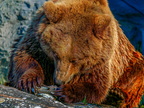 152 - zoom gelsenkirchen - brown bear