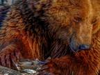 156 - zoom gelsenkirchen - brown bear