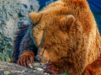 161 - zoom gelsenkirchen - brown bear