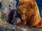169 - zoom gelsenkirchen - brown bear