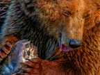 170 - zoom gelsenkirchen - brown bear