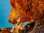 176 - zoom gelsenkirchen - brown bear