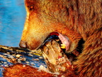 188 - zoom gelsenkirchen - brown bear