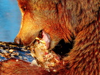 190 - zoom gelsenkirchen - brown bear