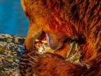 194 - zoom gelsenkirchen - brown bear