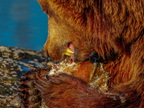 196 - zoom gelsenkirchen - brown bear
