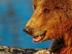 198 - zoom gelsenkirchen - brown bear
