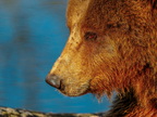 197 - zoom gelsenkirchen - brown bear