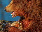 200 - zoom gelsenkirchen - brown bear