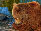 202 - zoom gelsenkirchen - brown bear