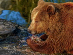 204 - zoom gelsenkirchen - brown bear