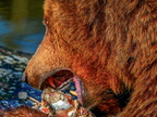 205 - zoom gelsenkirchen - brown bear