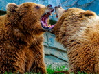 206 - zoom gelsenkirchen - brown bear