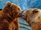 208 - zoom gelsenkirchen - brown bear