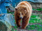 210 - zoom gelsenkirchen - brown bear