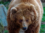 211 - zoom gelsenkirchen - brown bear