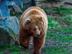 212 - zoom gelsenkirchen - brown bear