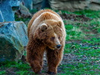 213 - zoom gelsenkirchen - brown bear