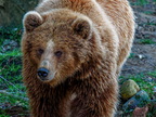 216 - zoom gelsenkirchen - brown bear