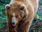 218 - zoom gelsenkirchen - brown bear