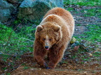 219 - zoom gelsenkirchen - brown bear