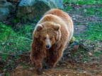 220 - zoom gelsenkirchen - brown bear