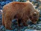 222 - zoom gelsenkirchen - brown bear