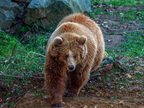 221 - zoom gelsenkirchen - brown bear